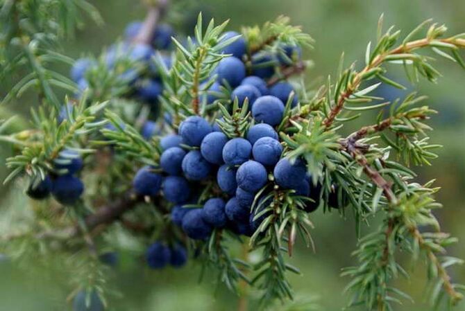 juniper for the treatment of cervical osteochondrosis