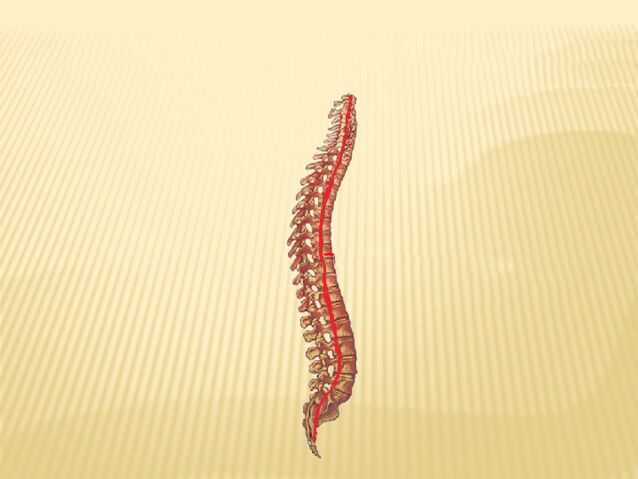 spine and spinal cord
